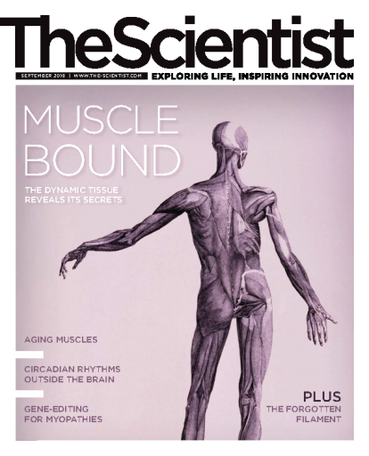The+scientist+--life+inspiring+innovation+muscle+bound
