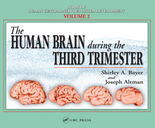 The+Human+Brain+During+the+Third+Trimester
