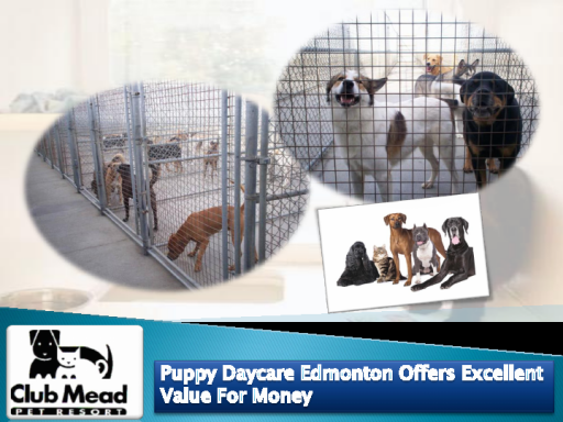 Puppy Daycare Edmonton Offers Excellent Value For Money
